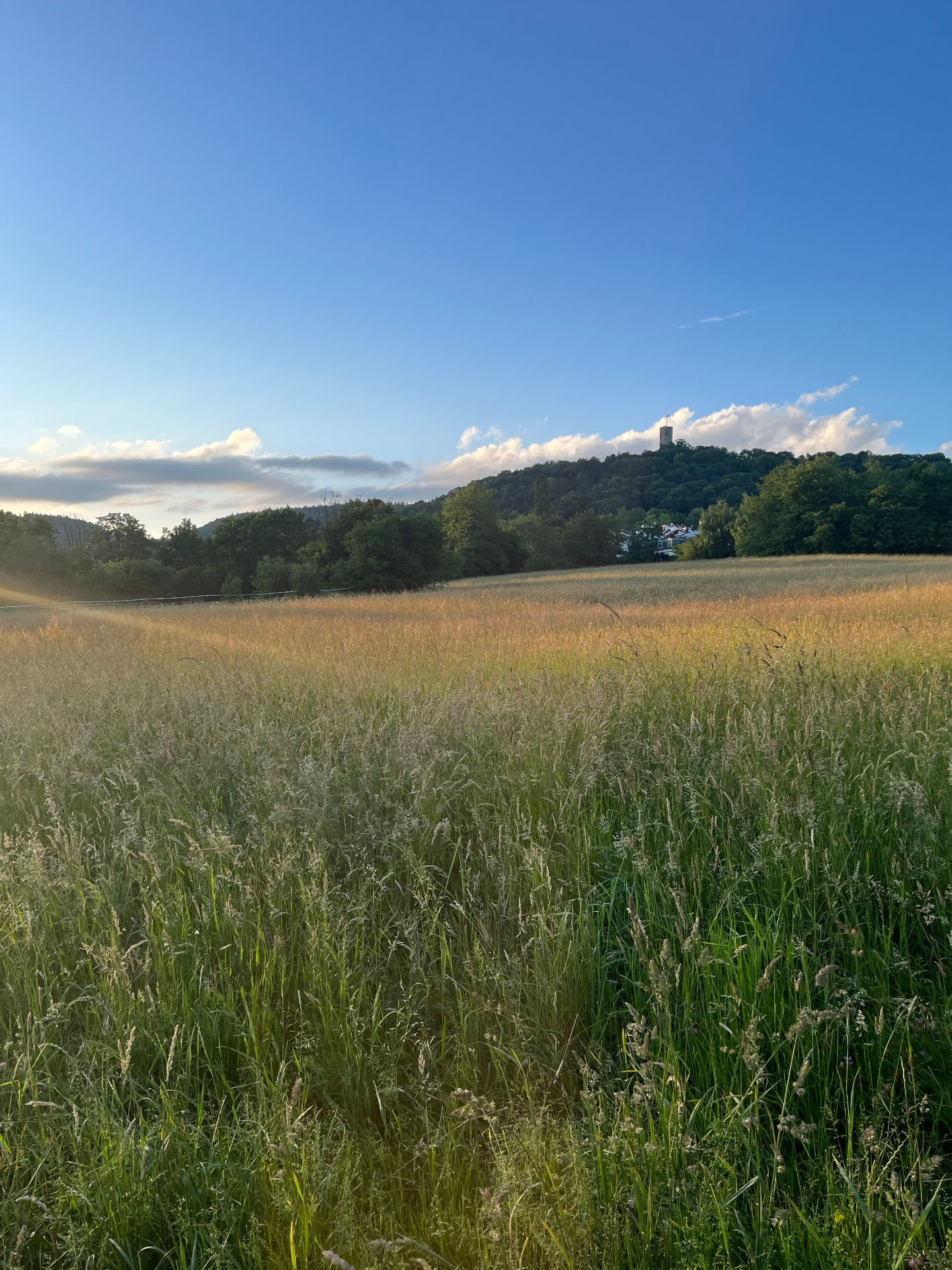 Wiese im Taunus