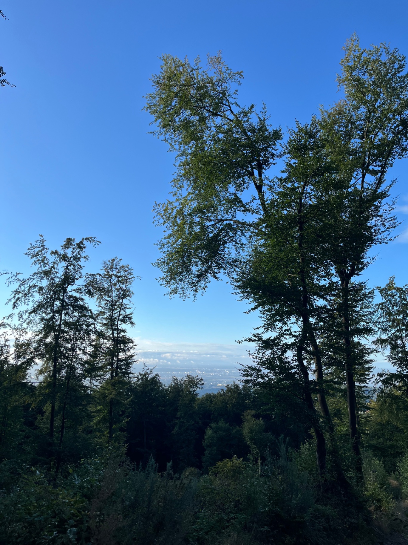 Kronberg